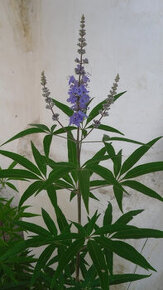 Vitex agnus-castus - semená na výsev - 1