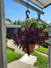 setkreazea purpurová/ okrasná závesná rastlina