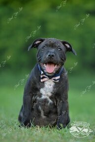 Staffordshire Bull Terrier - stafordšírsky bulteriér