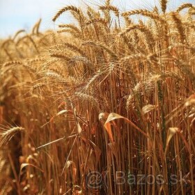 Predám pšenicu, jačmeň, triticale