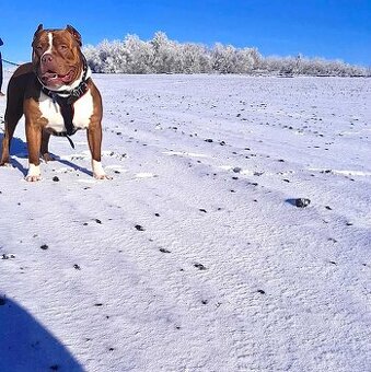 American Bully xl