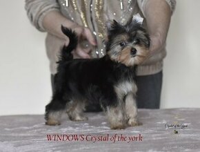 YORKSHIRE TERRIER s PP rodokmenom - 1