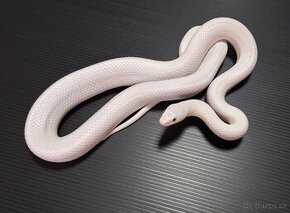 PANTHEROPHIS OBSOLETUS LEUCISTIC