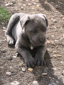 Cane Corso šteniatka