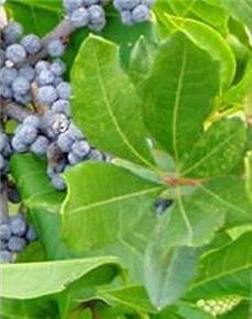 Myrica pensylvanica - semená na výsev - 1