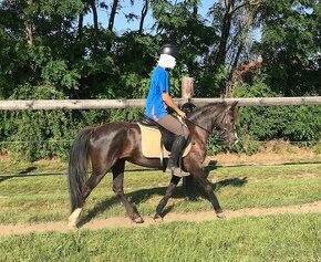 Športový pony, poník – predám 13 ročnú kobylu