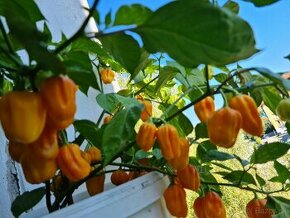 Chili HABANERO