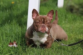 American bully exotic