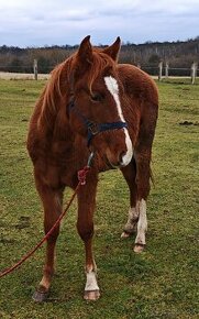 Paint horse