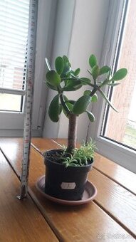 Crassula Ovata - tučnolist, Strom peňazí - 25 Eur (č. 3)