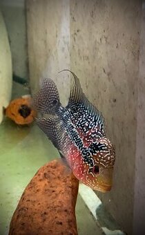 Flowerhorn samička č.2