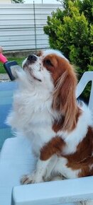 Cavalier  King