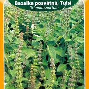 Bazalka posvátná, Tulsi (semena)