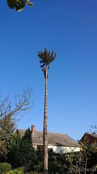 Vypilovanie opilovanie stromov a krikov arboristika - 1