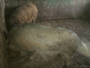 mangalica