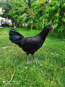 Ayam cemani