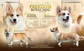 corgi welsh corgi pembroke s pp FCI