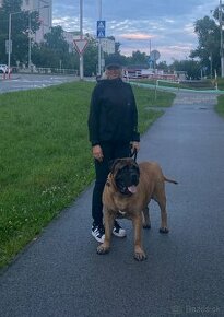 Bullmastiff ponúkam na krytie