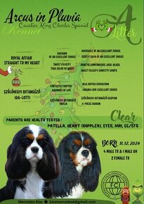 Cavalier King Charles Spaniel