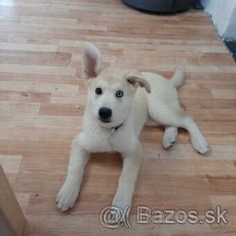 Husky mix zlatý retriever