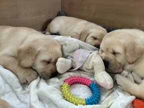 Labrador s PP, Labradorský retriever, šteniatka Labradora