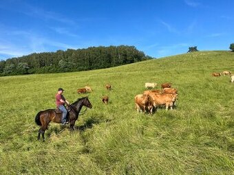 Appaloosa