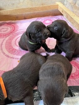 Šteniatka čokoládového labradora