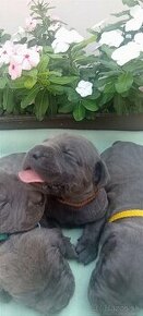 Cane corso šteniatka