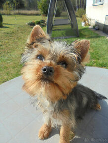 YORKSHIRE TERRIER - 1