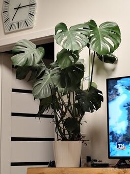 Monstera živá