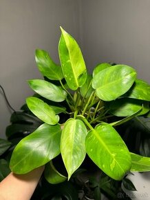 Philodendron Jose Buono - 1