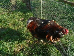 Kohút araucana