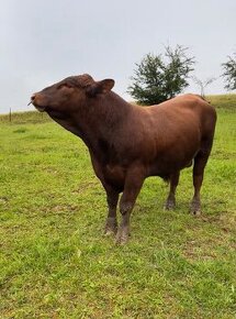 Aberdeen angus