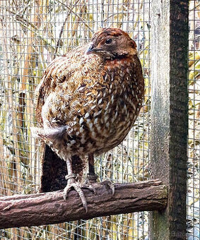 SATYR CABOTŮV -TRAGOPAN CABOTI