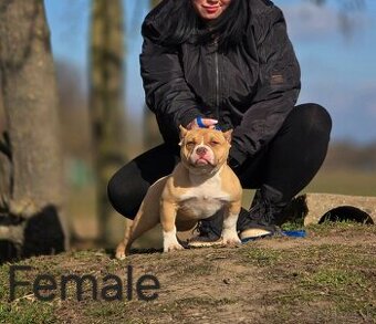 American Bully