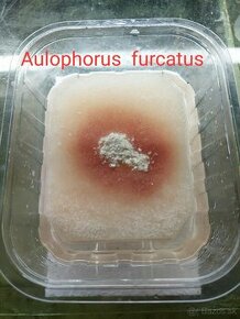 Žive krmivo- Aulophorus furcatus