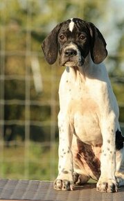 Anglický pointer - english pointer - stavač