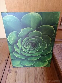 3 x Obraz ST557 AGAVE Canvas vo veľkosti 60 x 80 cm