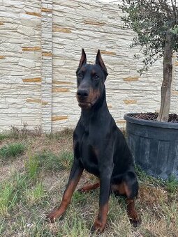 Doberman na krytie