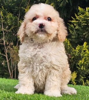 Cavapoo - Pudel