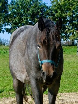 Homozygotná roan quarter horse kobyla