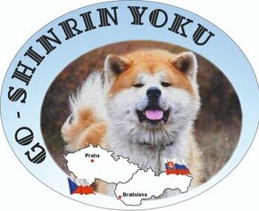 AKITA INU - šteniatka s FCI rodokmeňom - 1