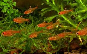 tetra ohnivá -  Hyphessobrycon amandae