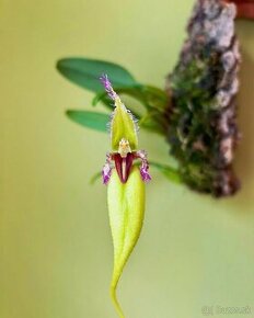 Predám orchidey Cattleya