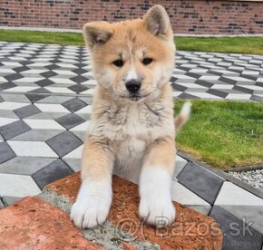 Akita Inu