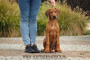 Šteniatka rodézskeho ridgebacka FCI