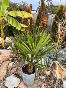 Trachycarpus fortunai - 1