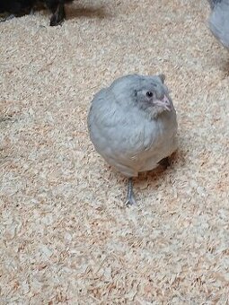 Ameraucana čierna, levanduľová Araucana kuriatka - 1