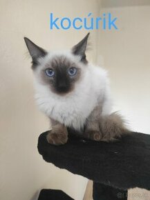 Ragdoll mačiatka