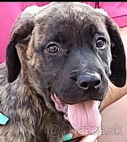 Presa canario - 1